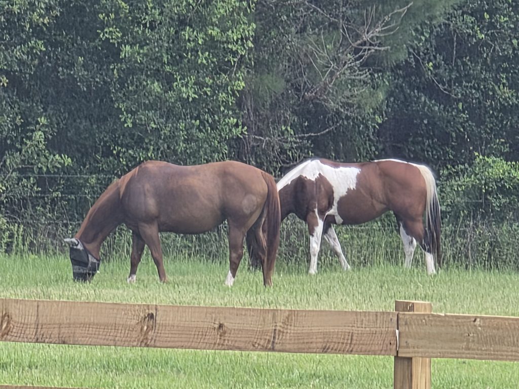 Horses grazing in the field at Smith Creek Stables - Hilliard, Nassau County, FL